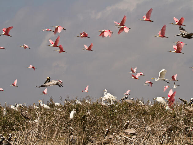 Louisiana: Paradise for Birds and Birders