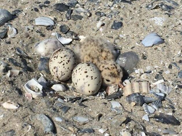 Barrier Islands: A Critical Restoration Project for People and Birds