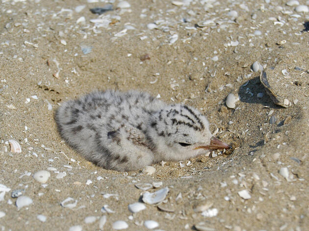 Tropical Storm Cindy blamed for killing half of the Gulf's newly hatched shorebirds