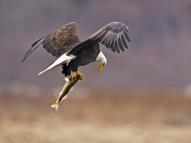 Major Step Forward, Solar Access Act Passed the Full Senate, Audubon Arkansas Urges House to do the Same 