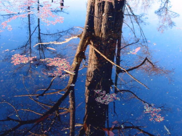 Audubon Delta