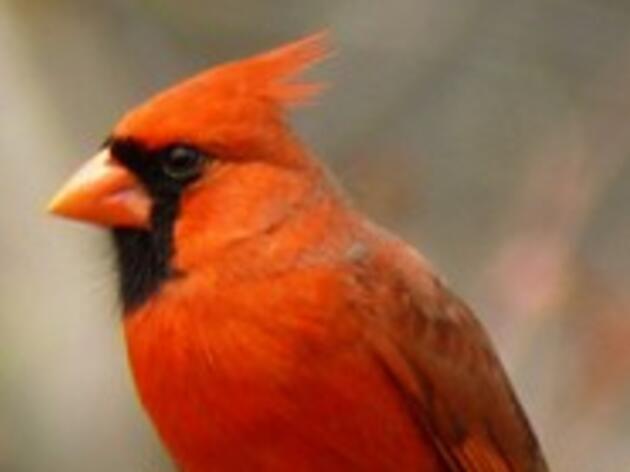 Cardinal Club Monthly Giving Program