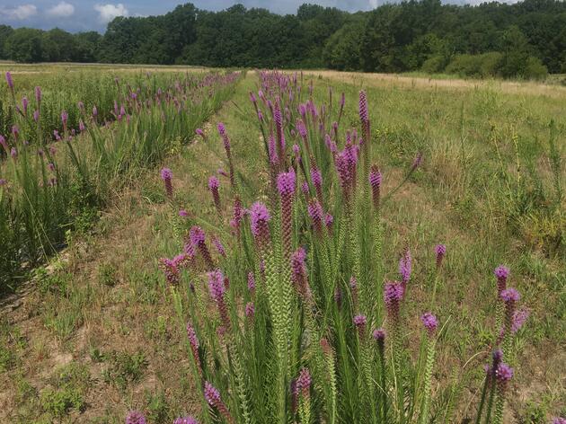 Production Plots Growing Wild(flowers)