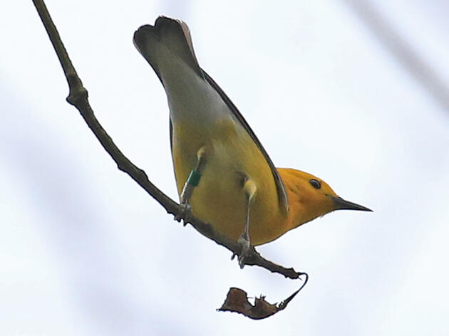 Tiny golden warblers travel from South America to Alabama's swamps
