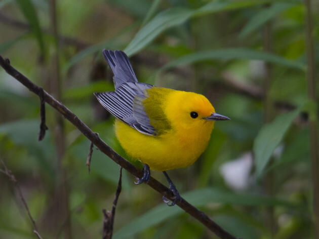 Scientists Uncover Clues to Prothonotary Warbler's Mysterious Decline