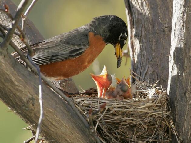 Go Native for Birds