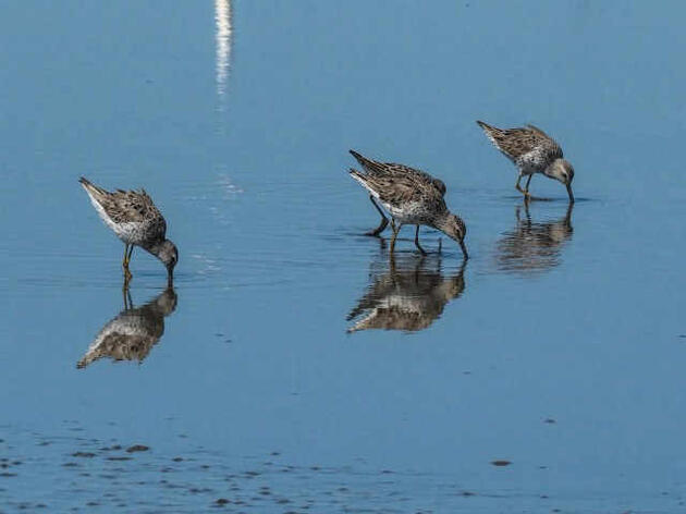 For the Birds: Audubon LA creates innovative coastal restoration efforts to save its land