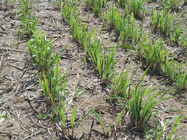 USDA Invests in Audubon Arkansas’s Work with Minority Farmers