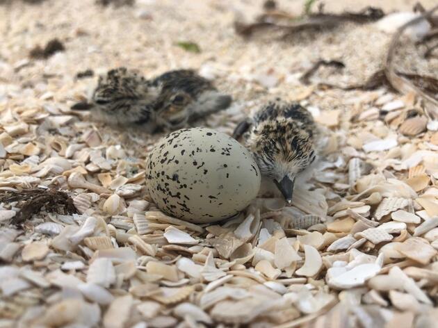 Volunteer to Save Beach-nesting Birds this 4th of July Weekend!