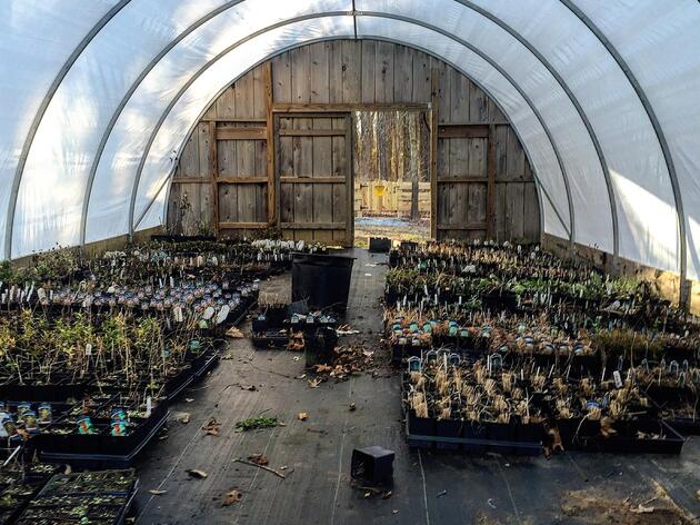 STRAWBERRY PLAINS TO HOST NATIVE PLANT SALE THIS WEEKEND