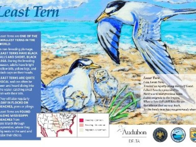 Audubon Unveils Coastal Bird Storyboard Trail