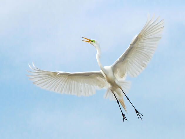 Audubon Lawsuit Seeks to Restore Protections for Migratory Birds