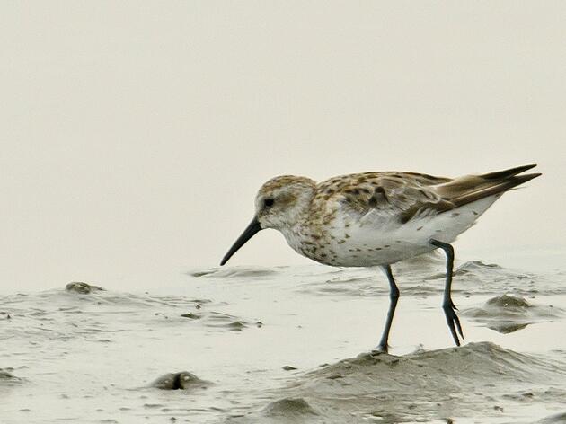 Shorebirds of Louisiana Wetlands Added to Conservation Effort by USDA’s Natural Resources Conservation Service