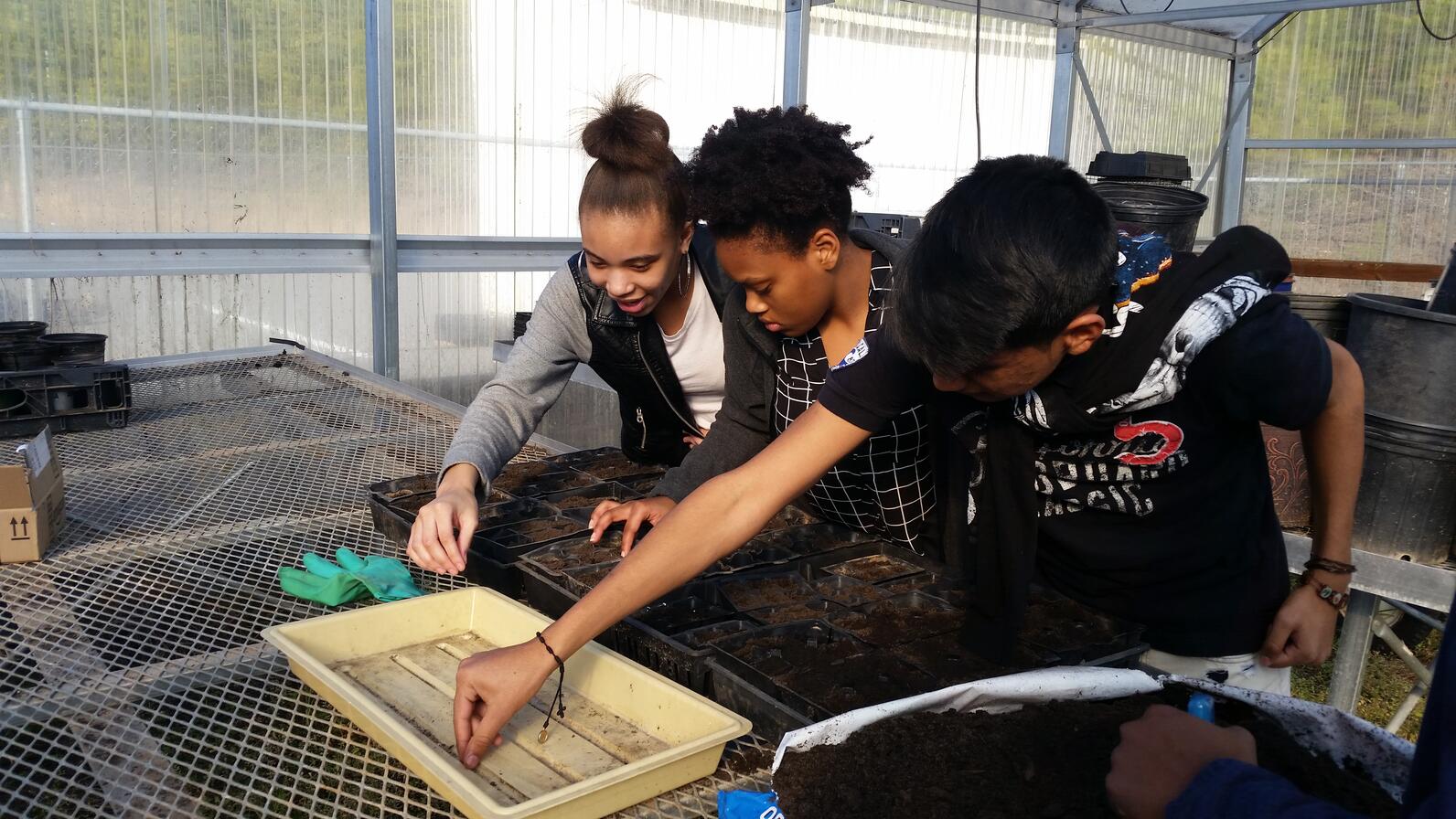 Three young students in a greenhouse gathered around seedling trays.