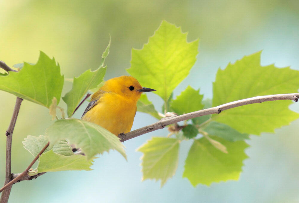 A prothonotary warbler sits on a small tree branch full of green leaves.