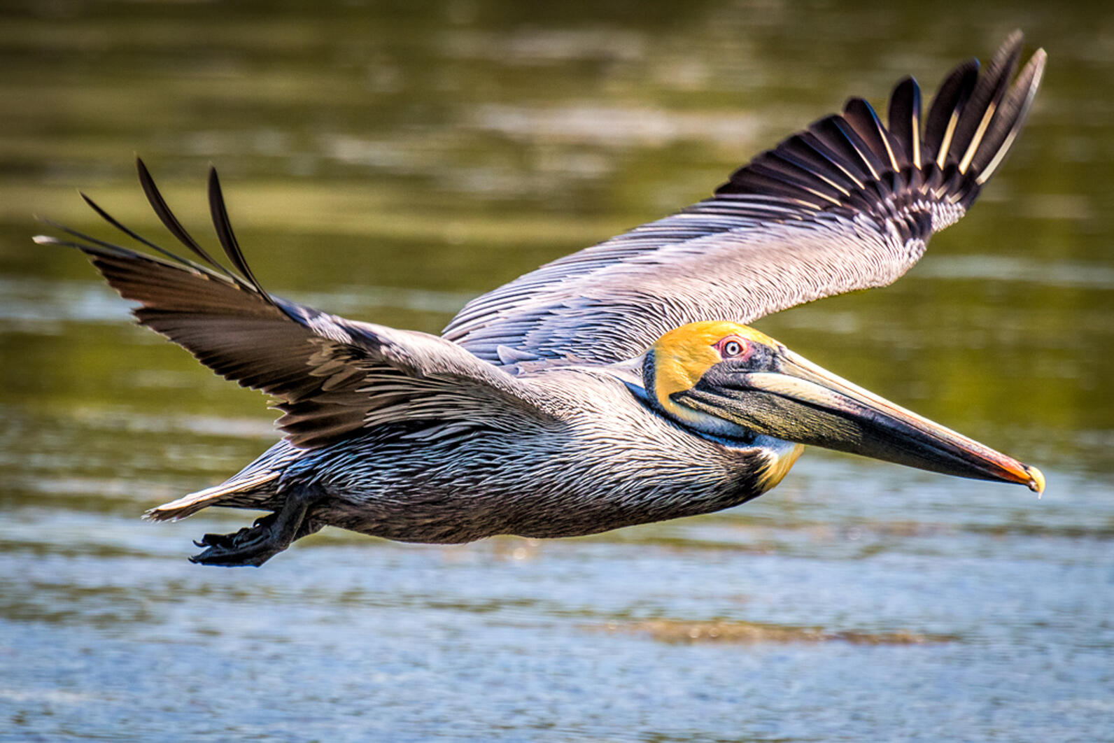 A brown pelican flies close to a body of water. It's large wings are spread wide as it's feathers blow in the wind.