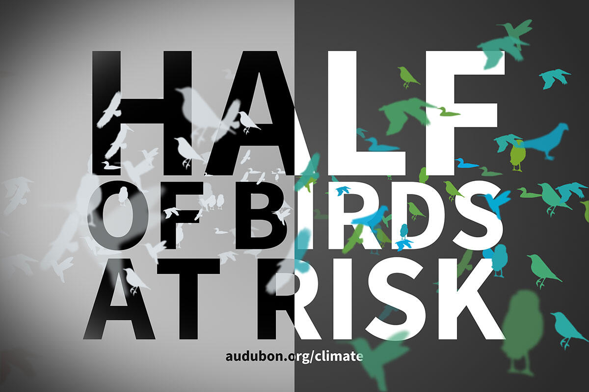 Birds and Climate: Half of Species at Risk