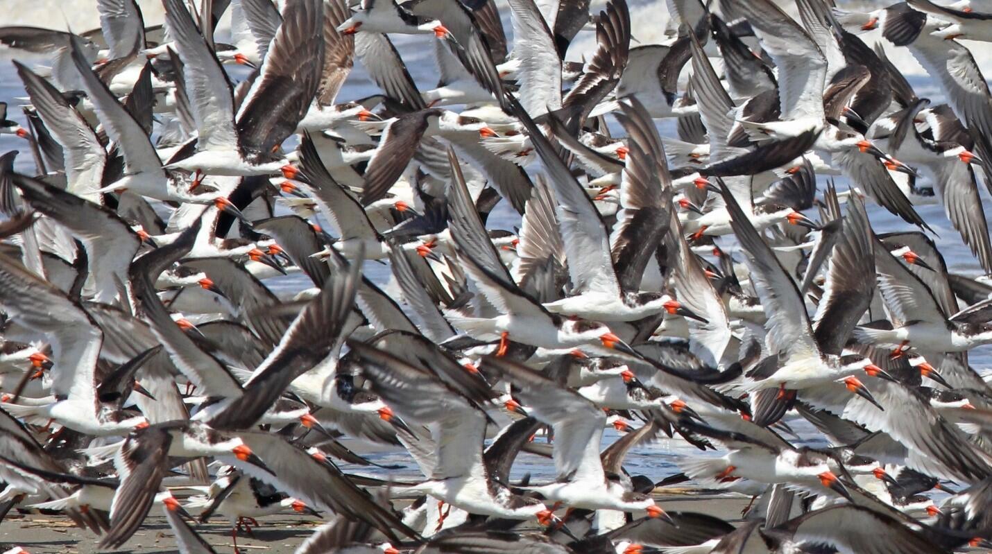 Louisiana has more Black Skimmers than any other state in the country. Photo by Dan Mooney.