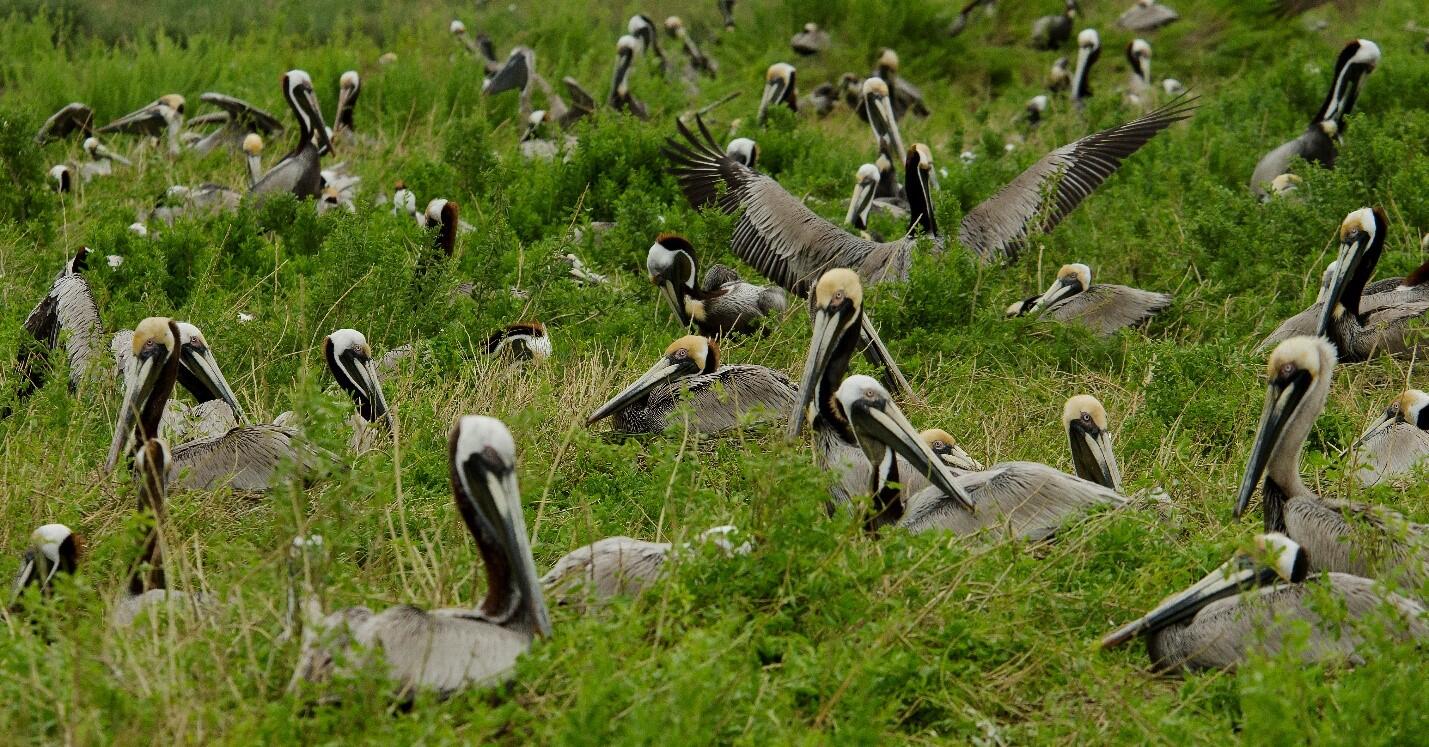 A Brown Pelican nesting colony in southeastern Louisiana.