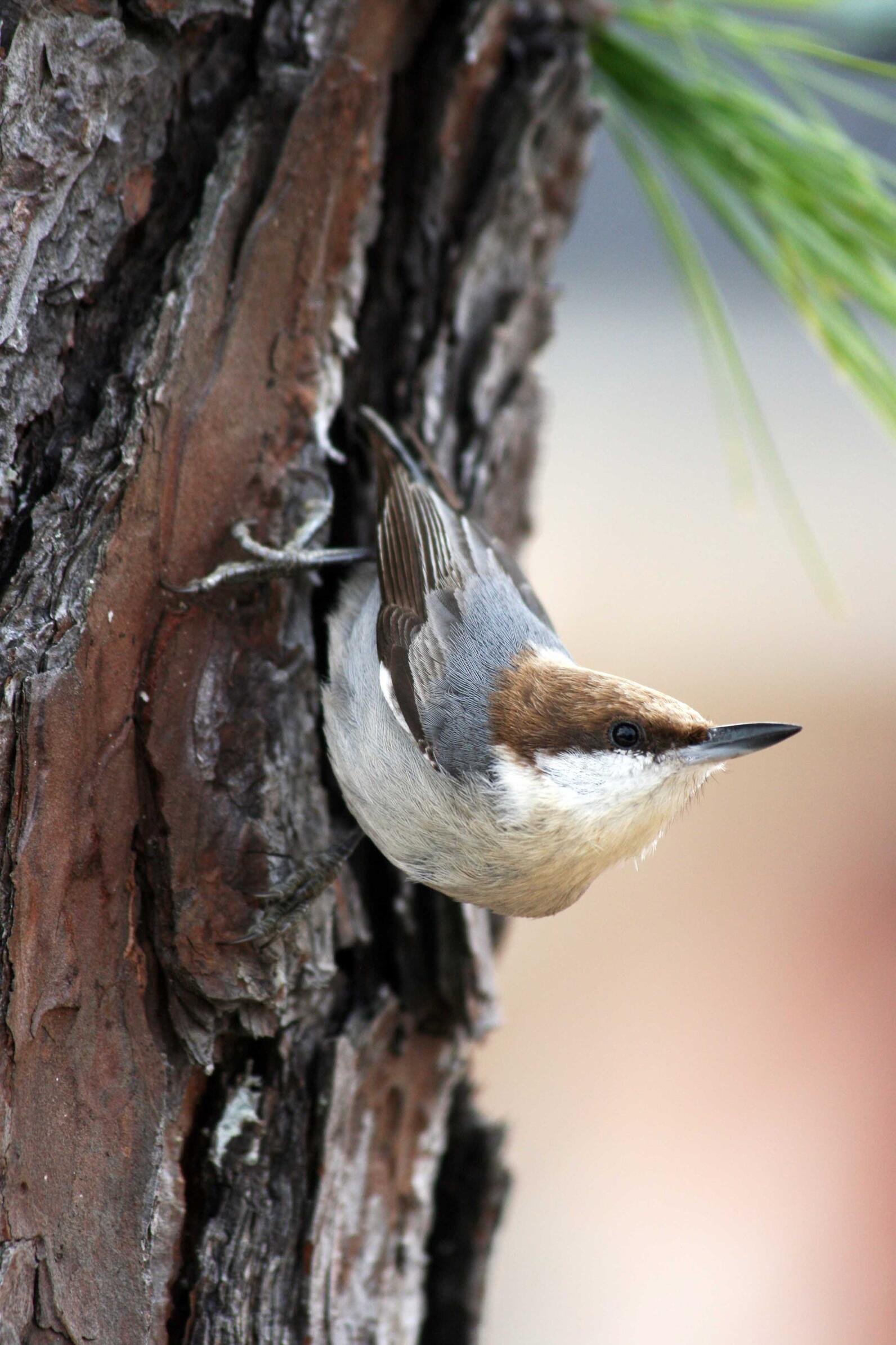 A brown-headed nuthatch walks down the trunk of a tree.