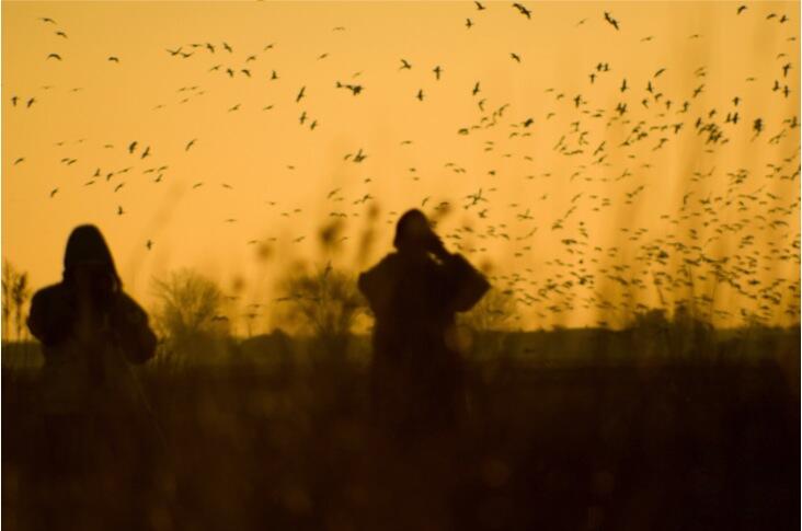 Christmas Bird Count