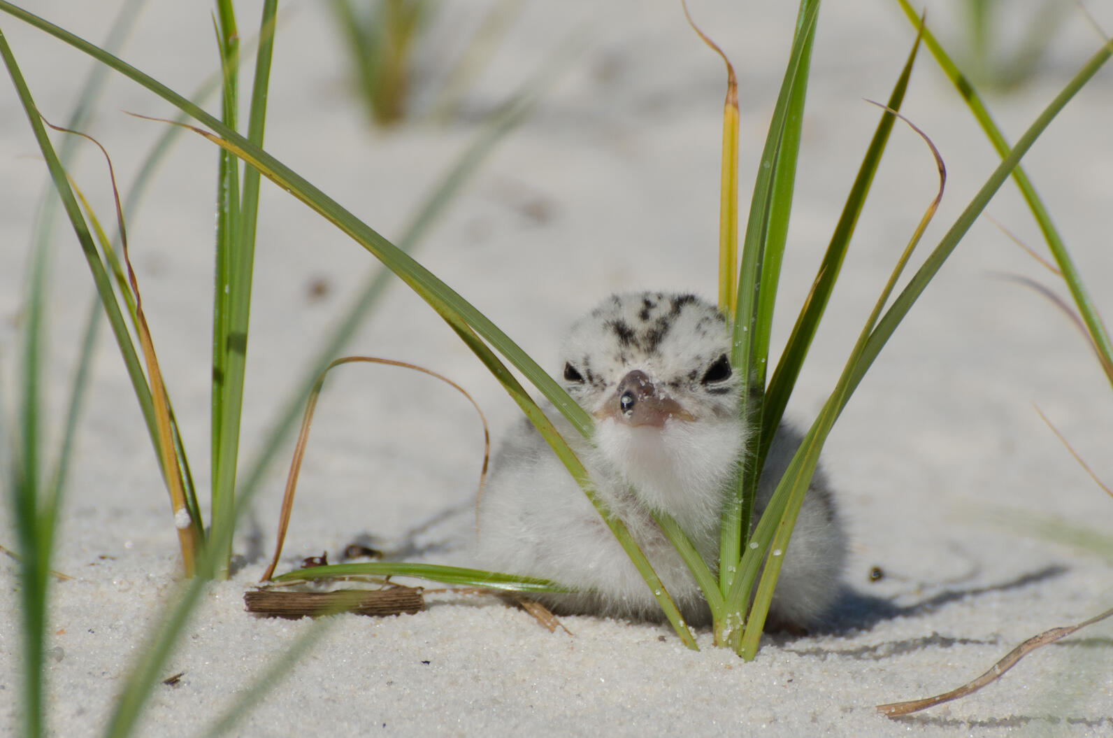 A Least Tern chick rests it's head in between blades of grass on a white sand beach.