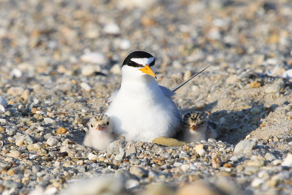 Least Tern Least Tern