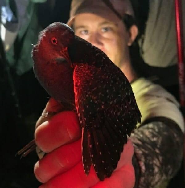 A bird cast in red lighting is held in the hand of a man wearing a baseball cap.
