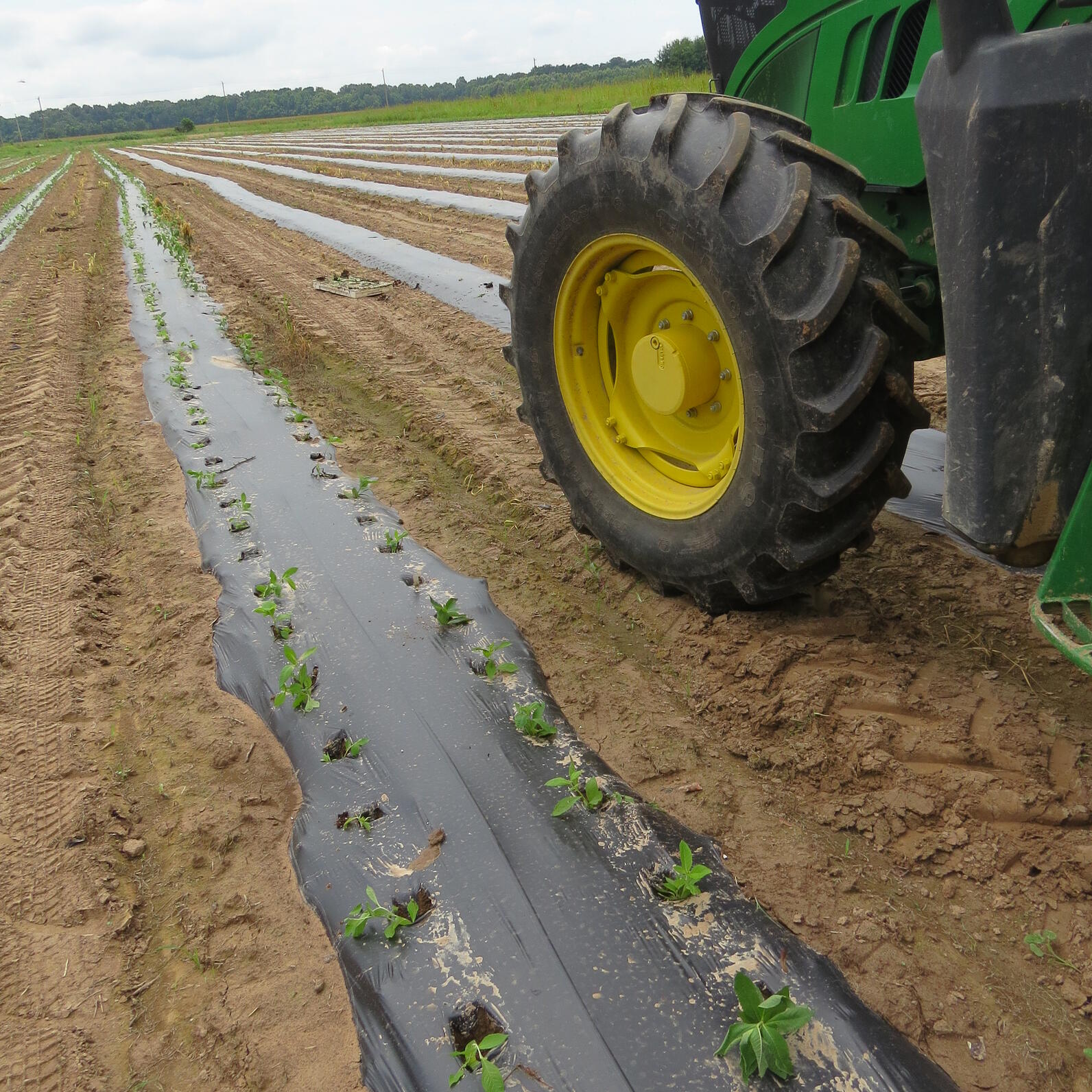 Forb Plug Planting Forb Plug Planting