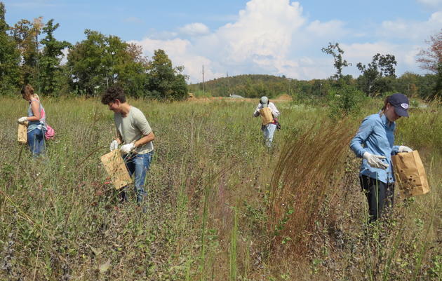 Hendrix Volunteers Collect Seeds