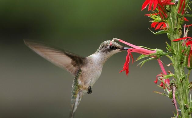 A ruby-throated hummingbird hovers in midair while feeding from a red flower.