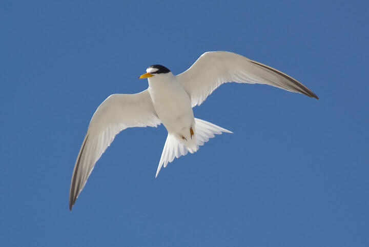 A least tern mid-flight backed by a bright blue sky.