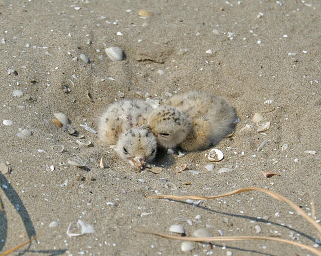 Two small chicks in the sand with small sea shells scattered around them.