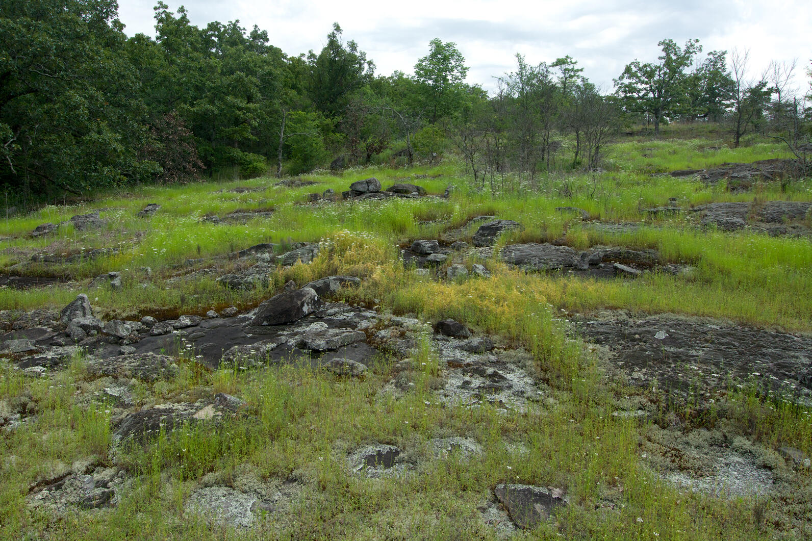 A rocky and grassy area on the edge of a forest of trees.