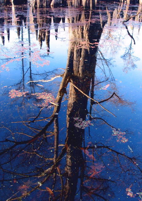 A still body of water with trees reflected on the surface.