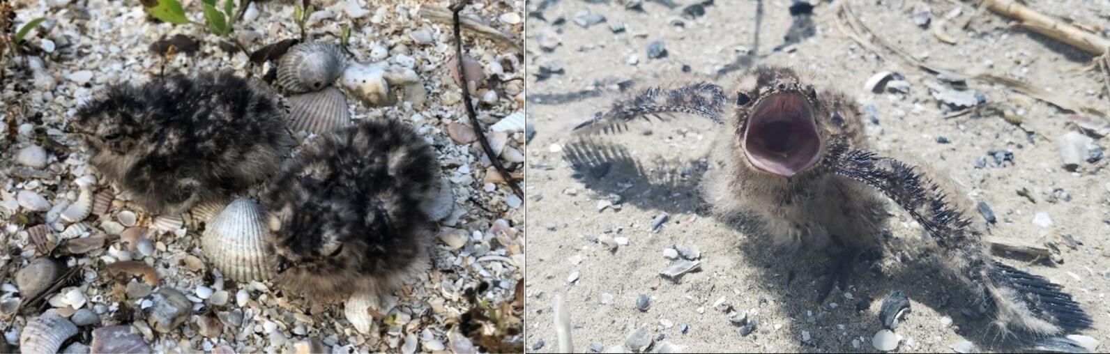 Common Nighthawks chicks.