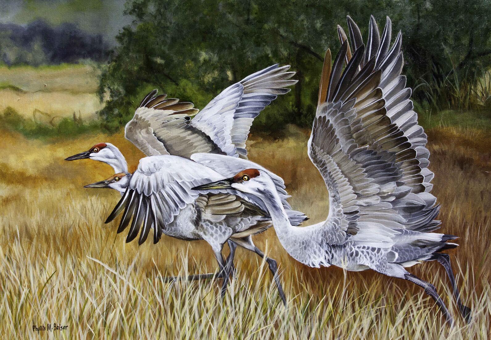 A painting of three sandhill cranes about to take flight, by Phyliss Beiser.