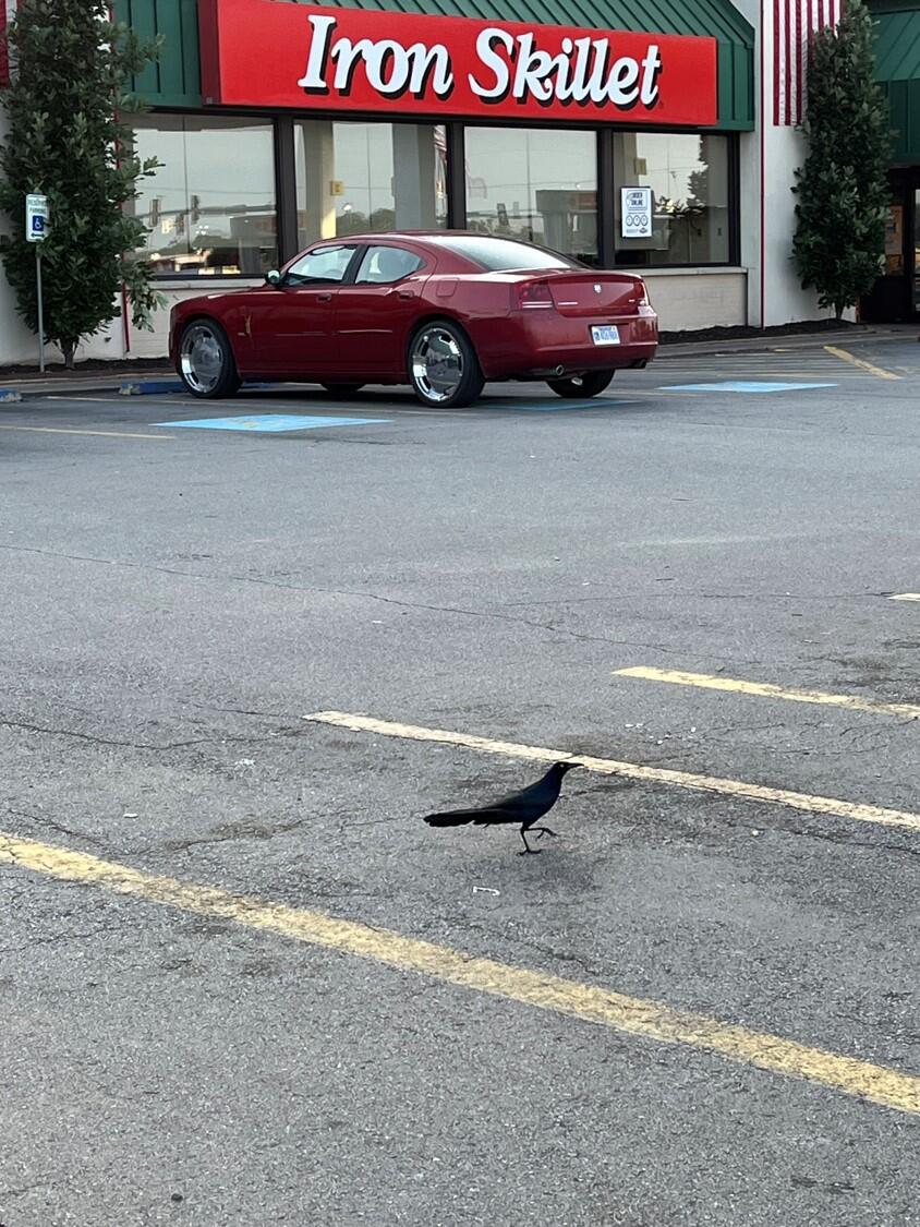 Great-tailed Grackle