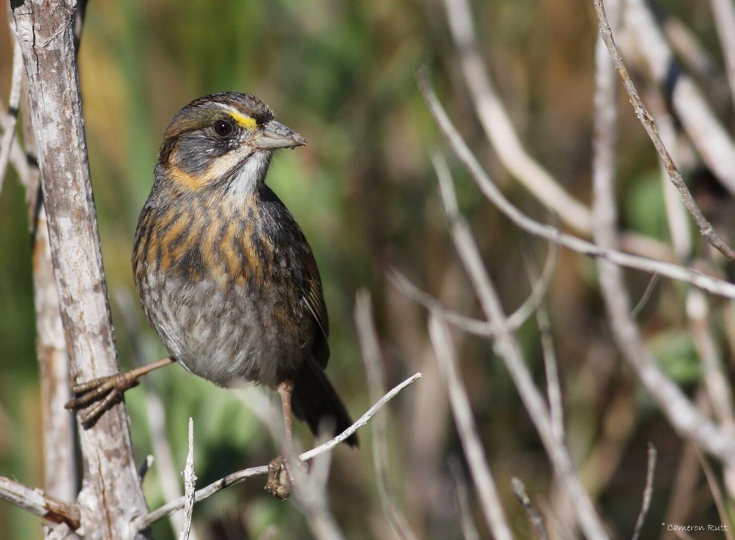 More than 3.5 million, or half of the world’s, Seaside Sparrows depend on Louisiana’s estuarine marshes.