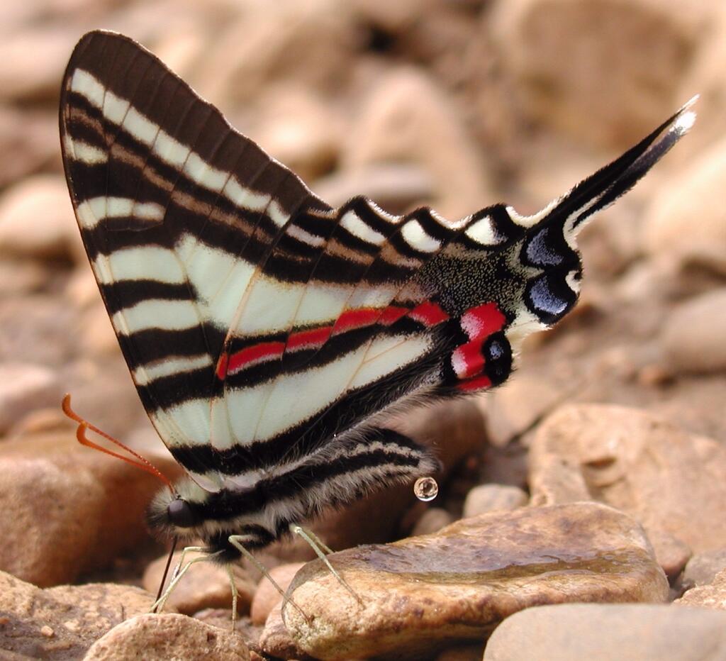 Zebra Swallowtail Zebra Swallowtail
