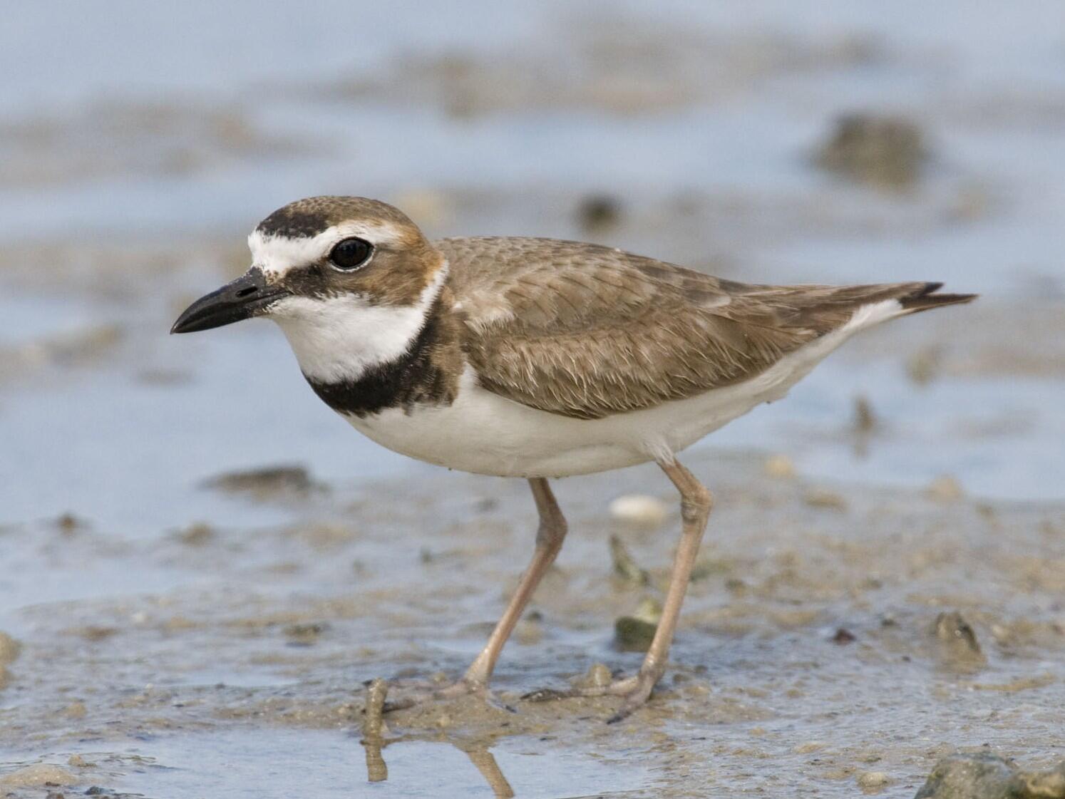 A Wilson's Plover stands on a sand and rock beach.