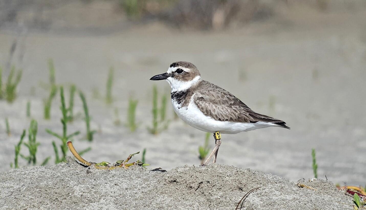 Audubon Louisiana protects Wilson’s Plover nesting areas and studies their response to coastal restoration in partnership with Tulane University and University of Louisiana-Lafayette.