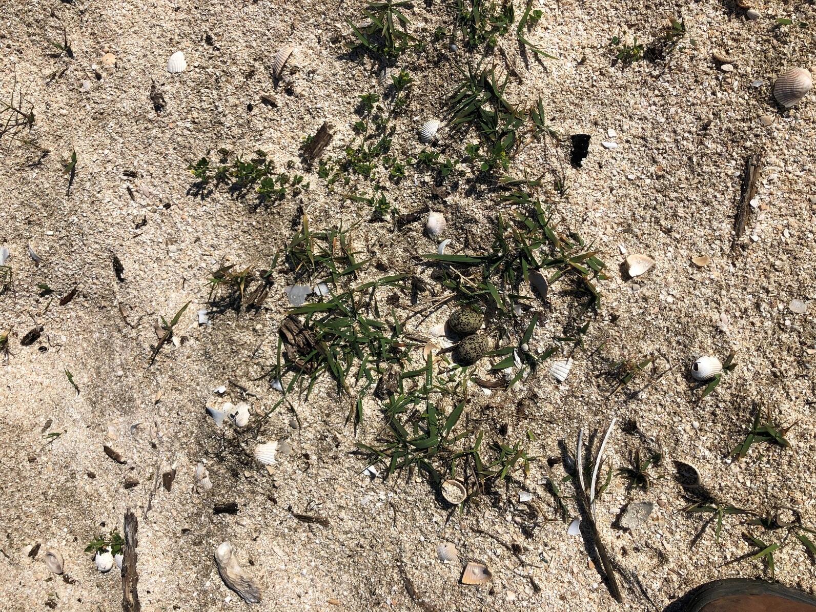 Wilson's Plover.