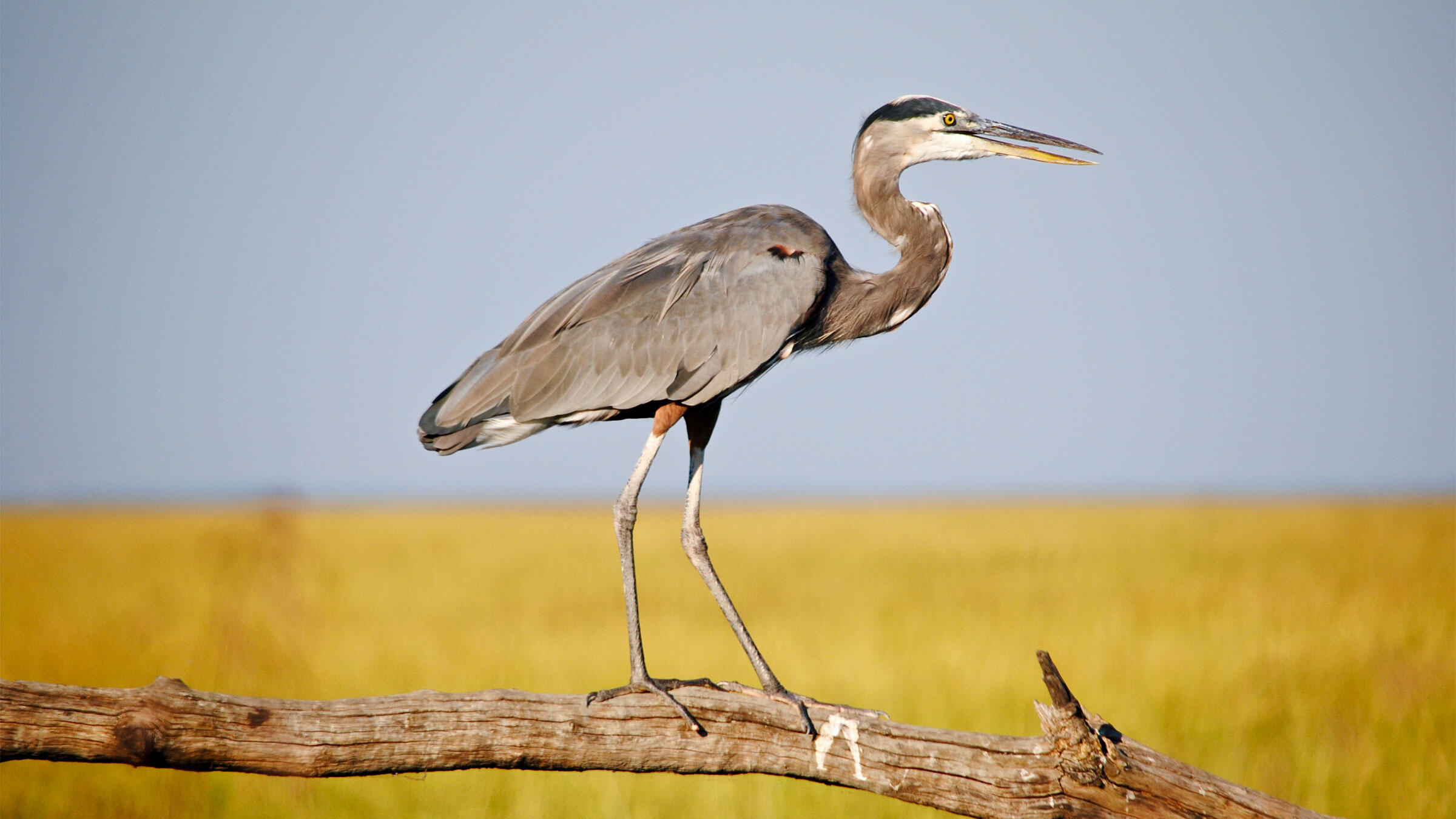 A great blue heron walking along a log backed by a yellow field and a blue sky.