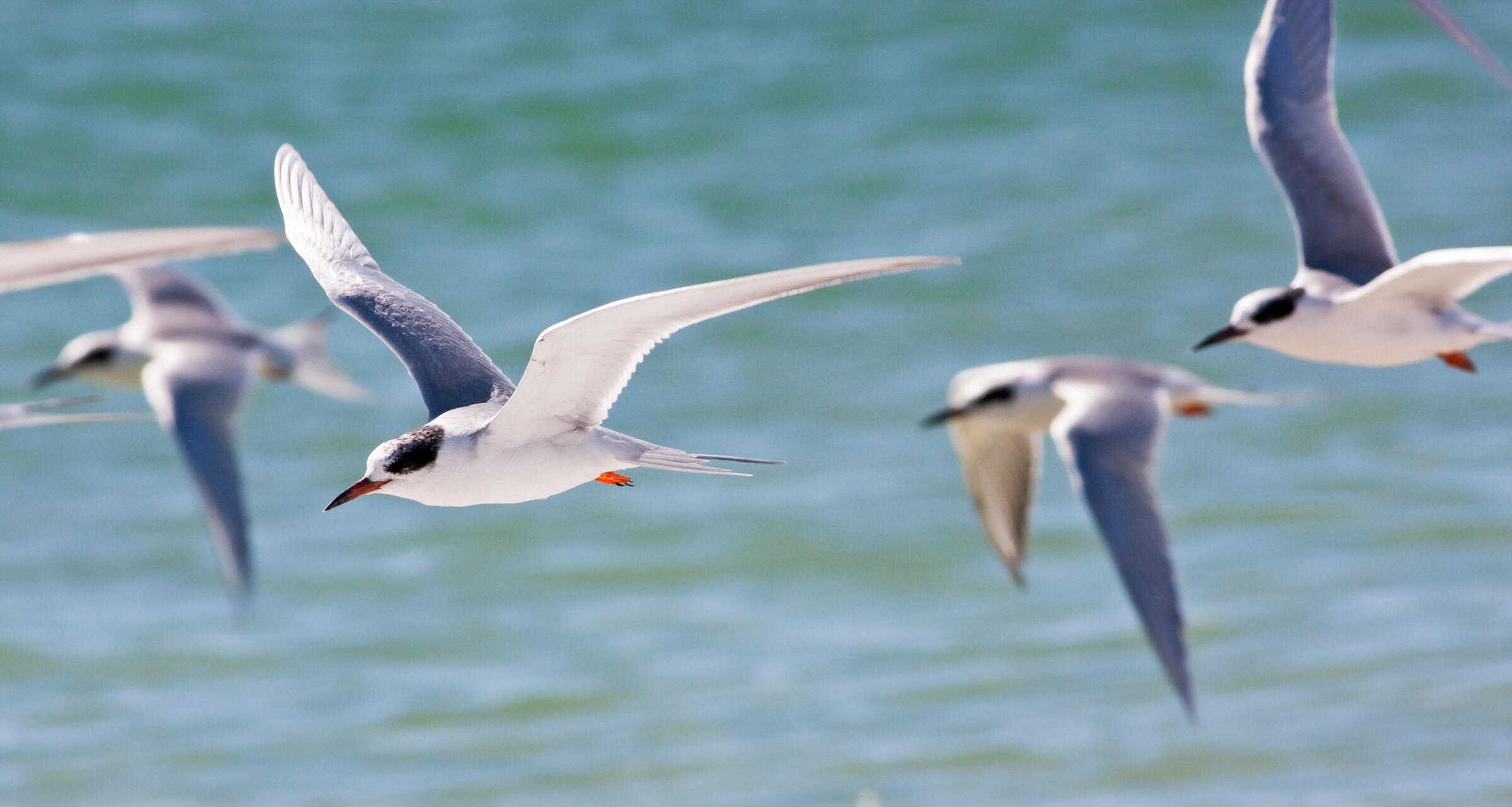 A flock of Forsters Tern in flight above bright blue water.