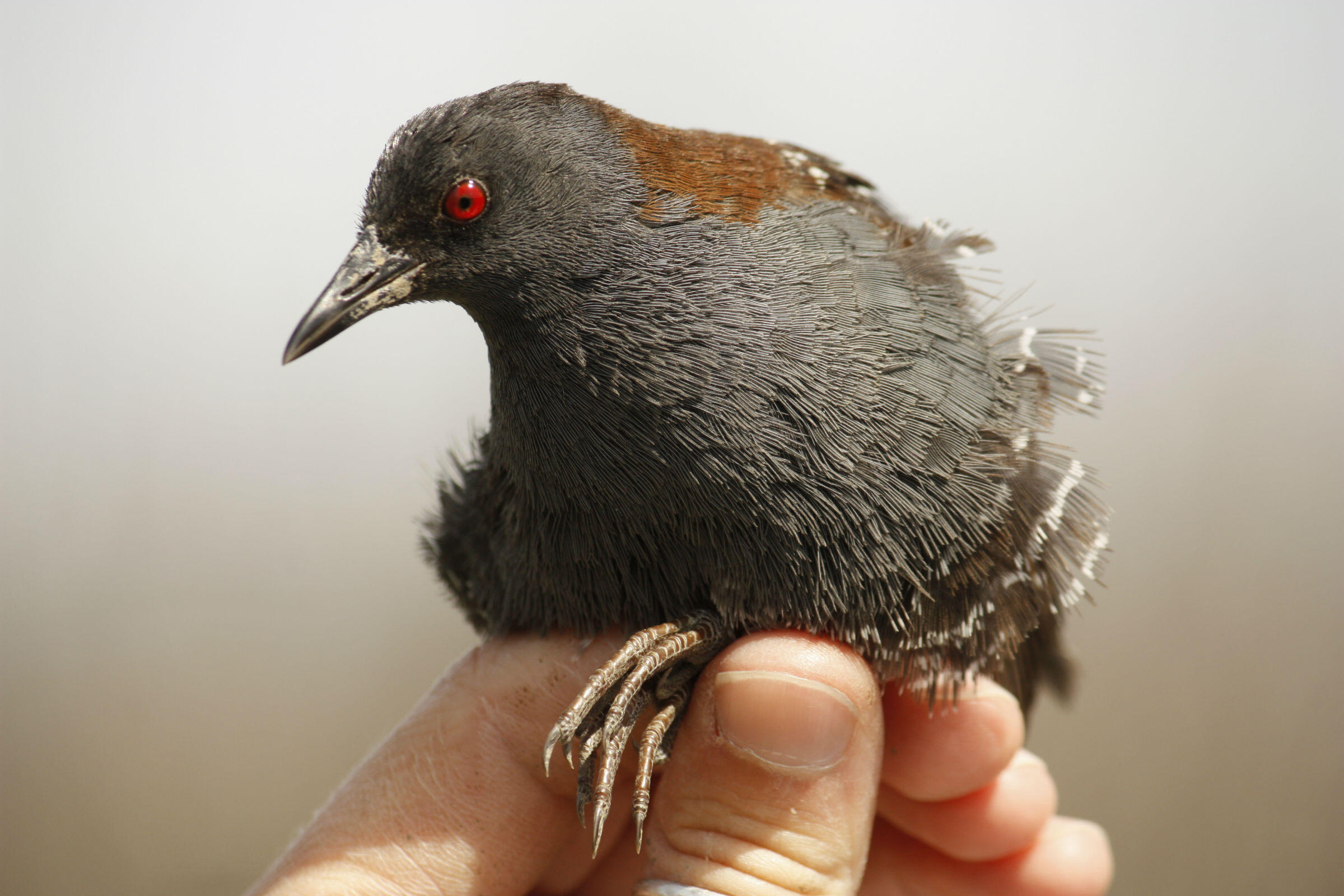 A black rail sits in someone's hand. The grey, white, and brown feathers are seen in great detail.