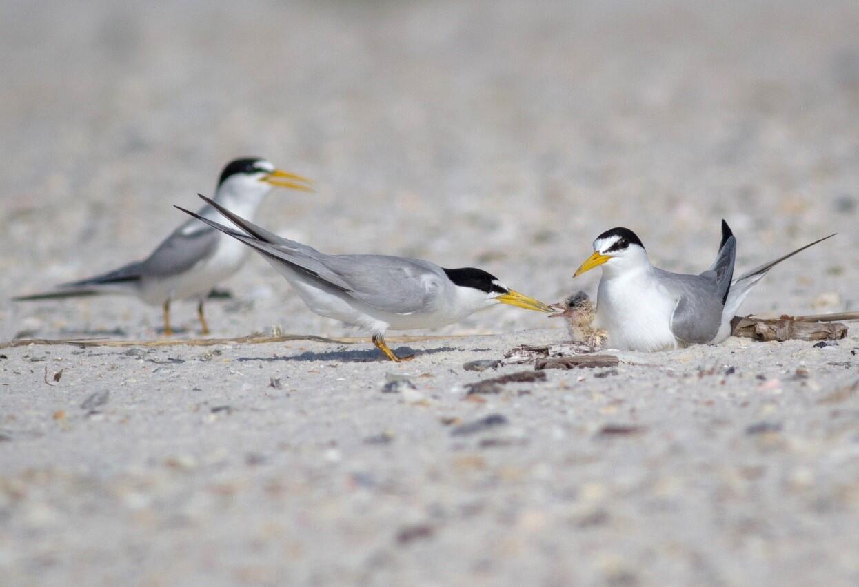 A pair of Least Terns feeding and caring for their young on the beach. 