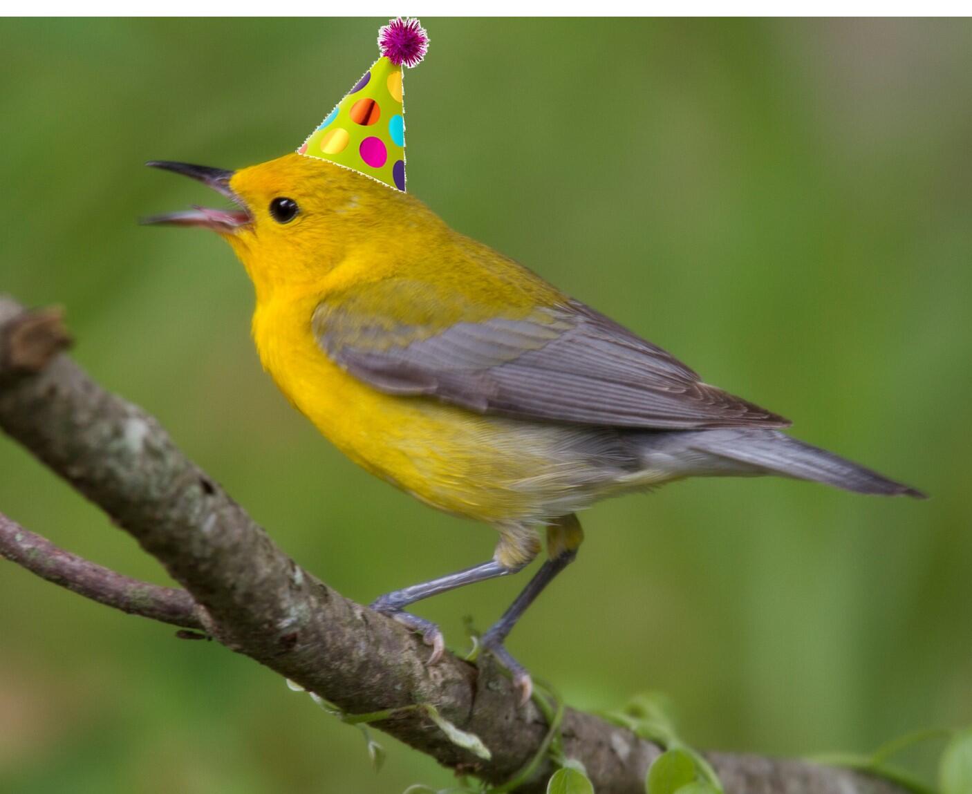 A Prothonotary Warbler on a branch with a party hat photoshopped on its head.