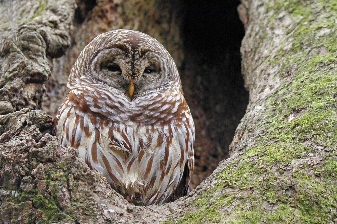 A white and brown feathered owl sits in a tree nook.