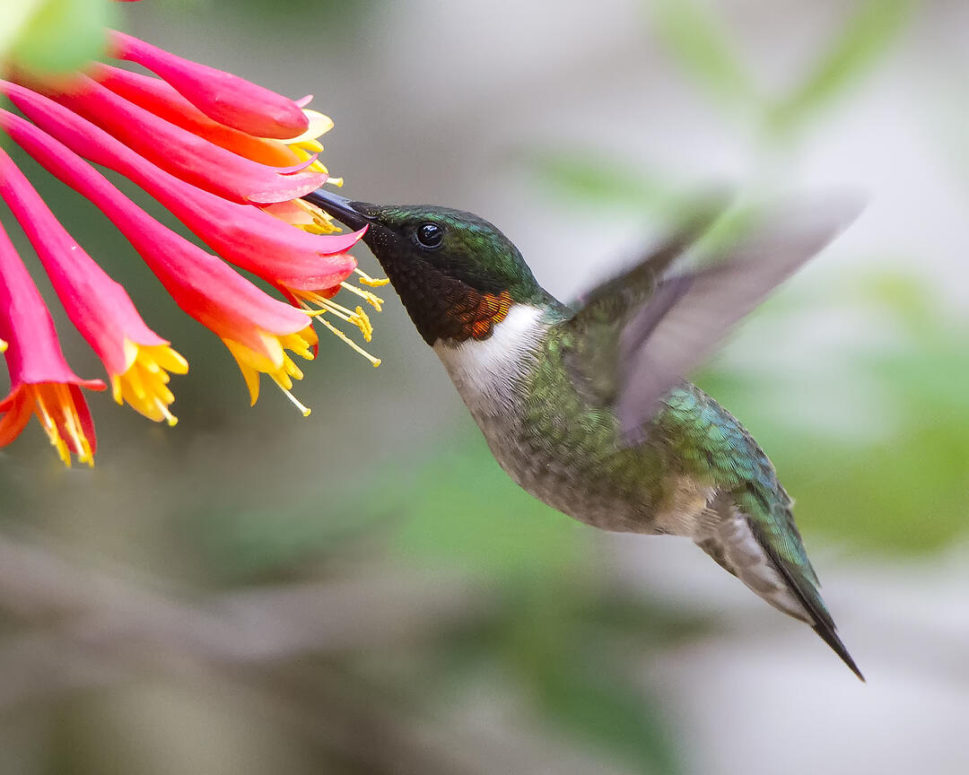 Plants For Birds | Audubon Delta